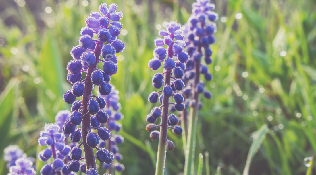 Exploring Cellular Memory