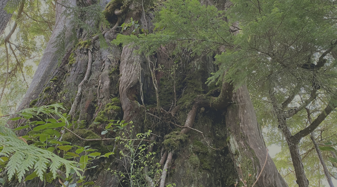 The Memory of Trees