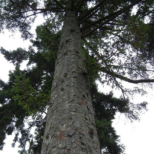 The Wood Element – Being Who We Can Be!