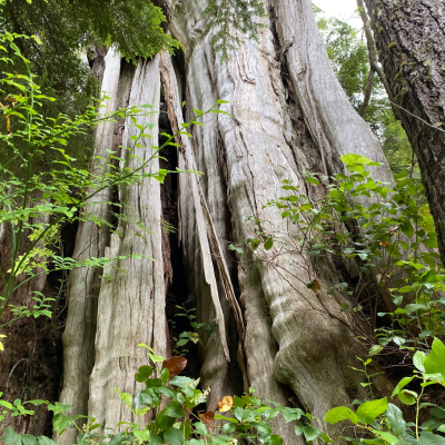 Five Elements Retreat