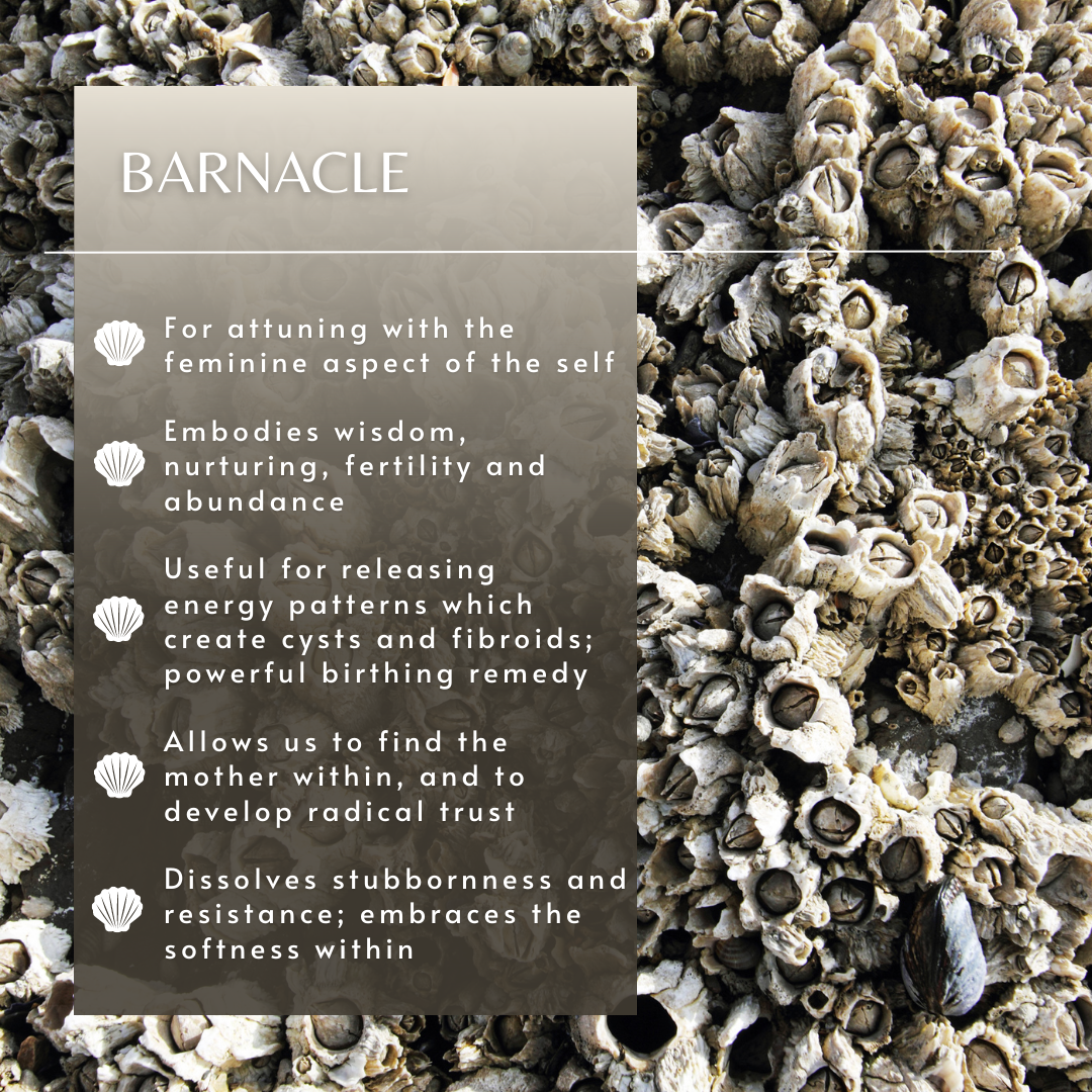 Barnacle Sea Essence