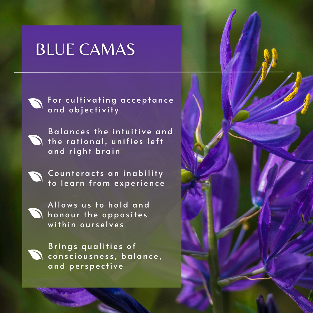 Blue Camas | Flower Essence
