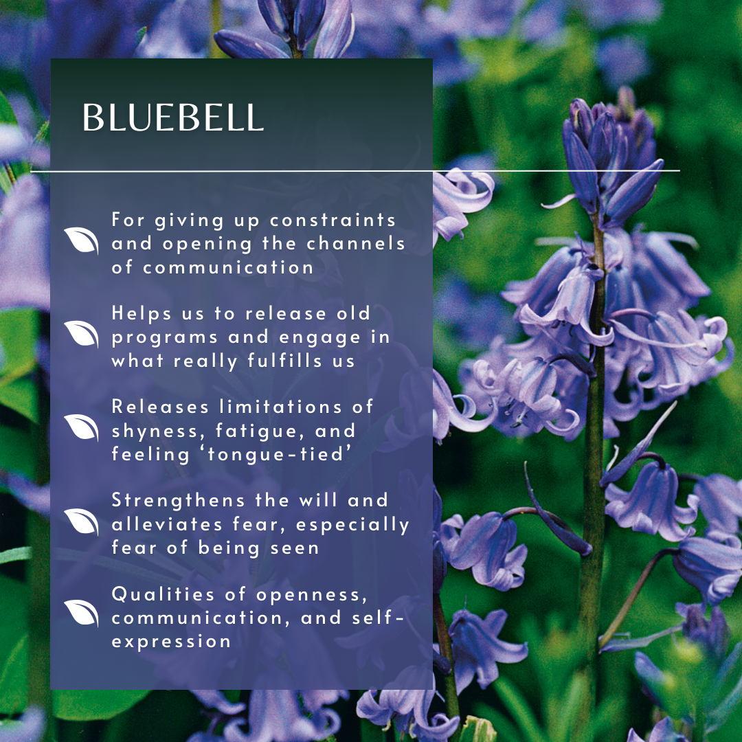 Bluebell | Flower Essence