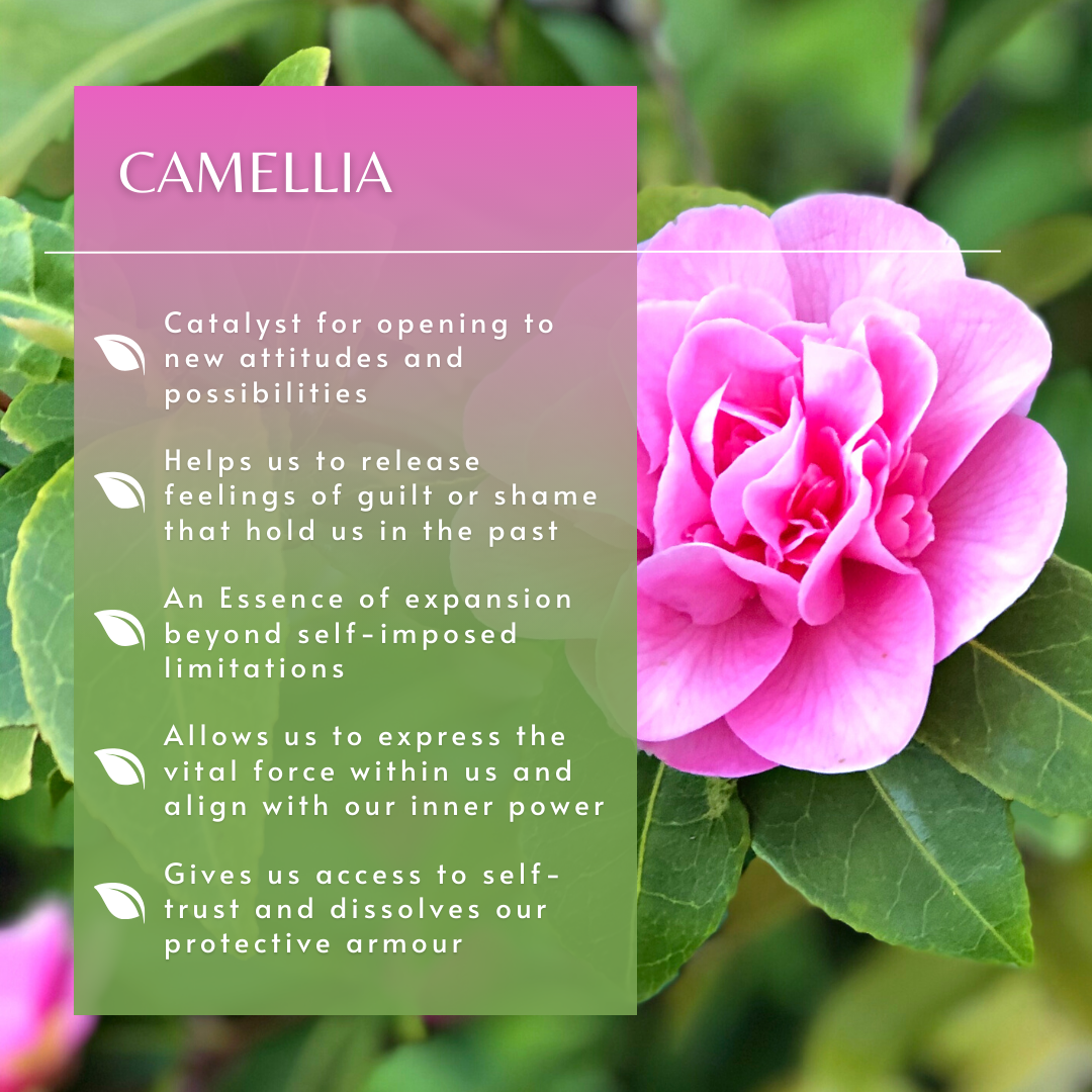 Camellia | Flower Essence