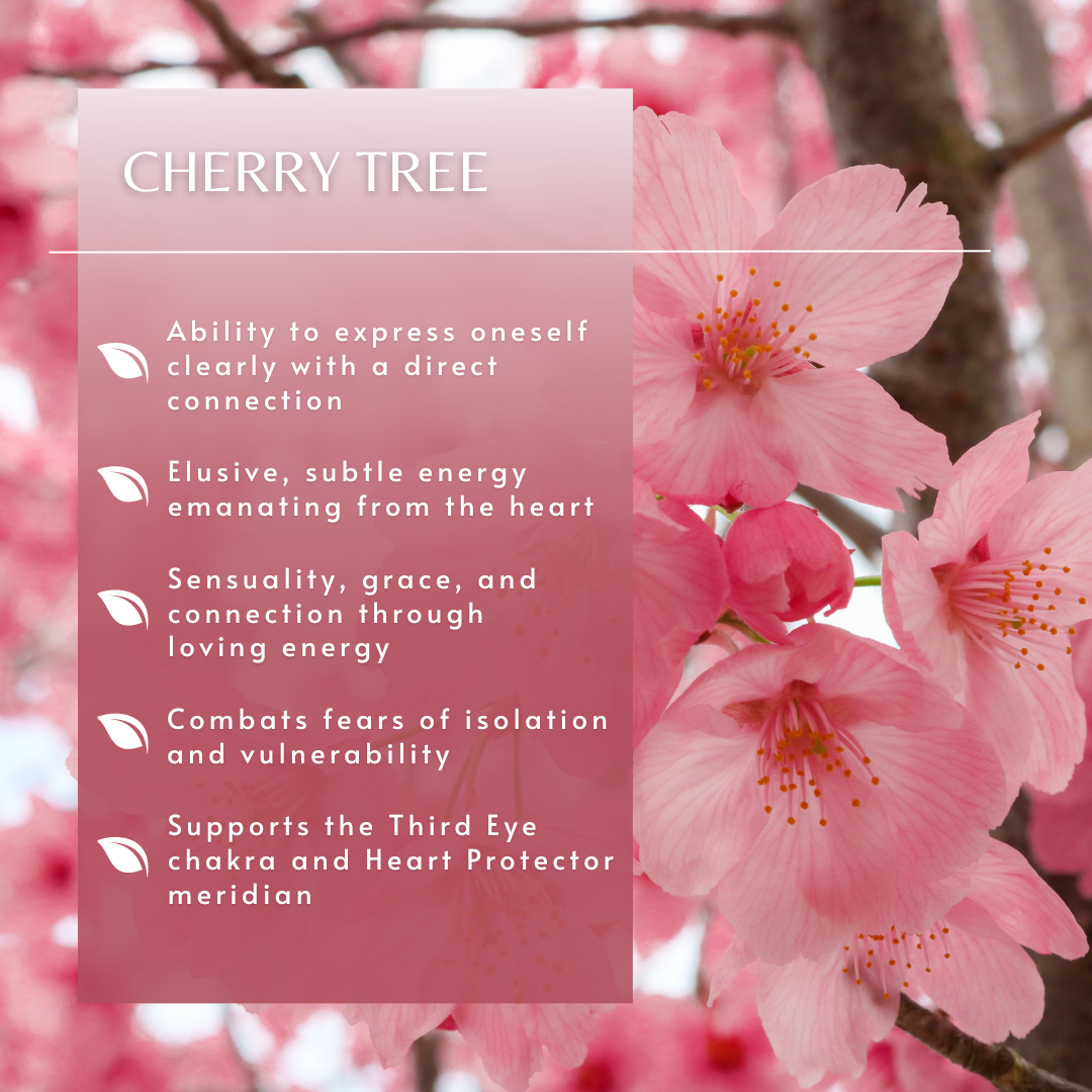 Cherry | Tree Essence