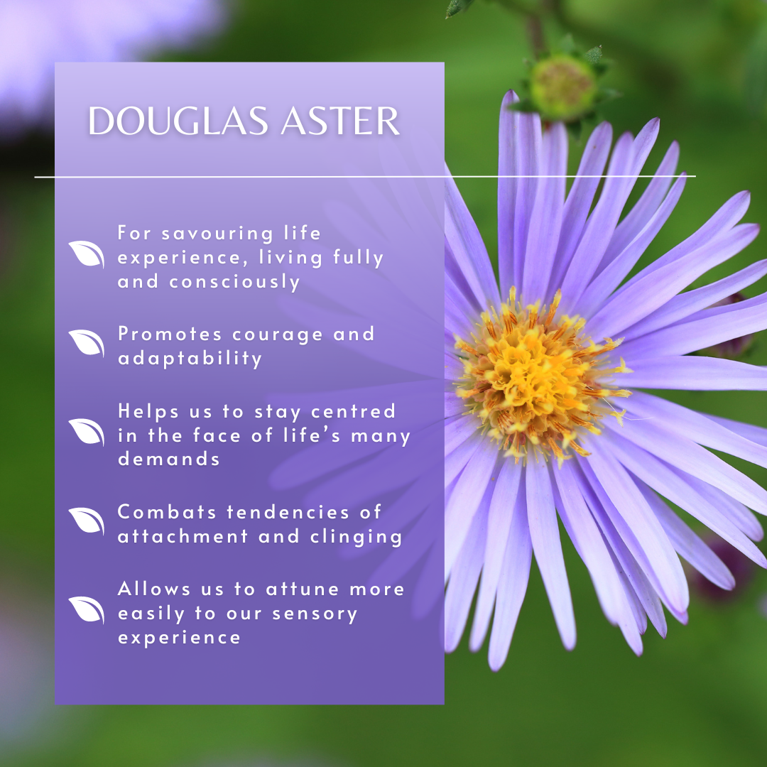 Douglas Aster | Flower Essence