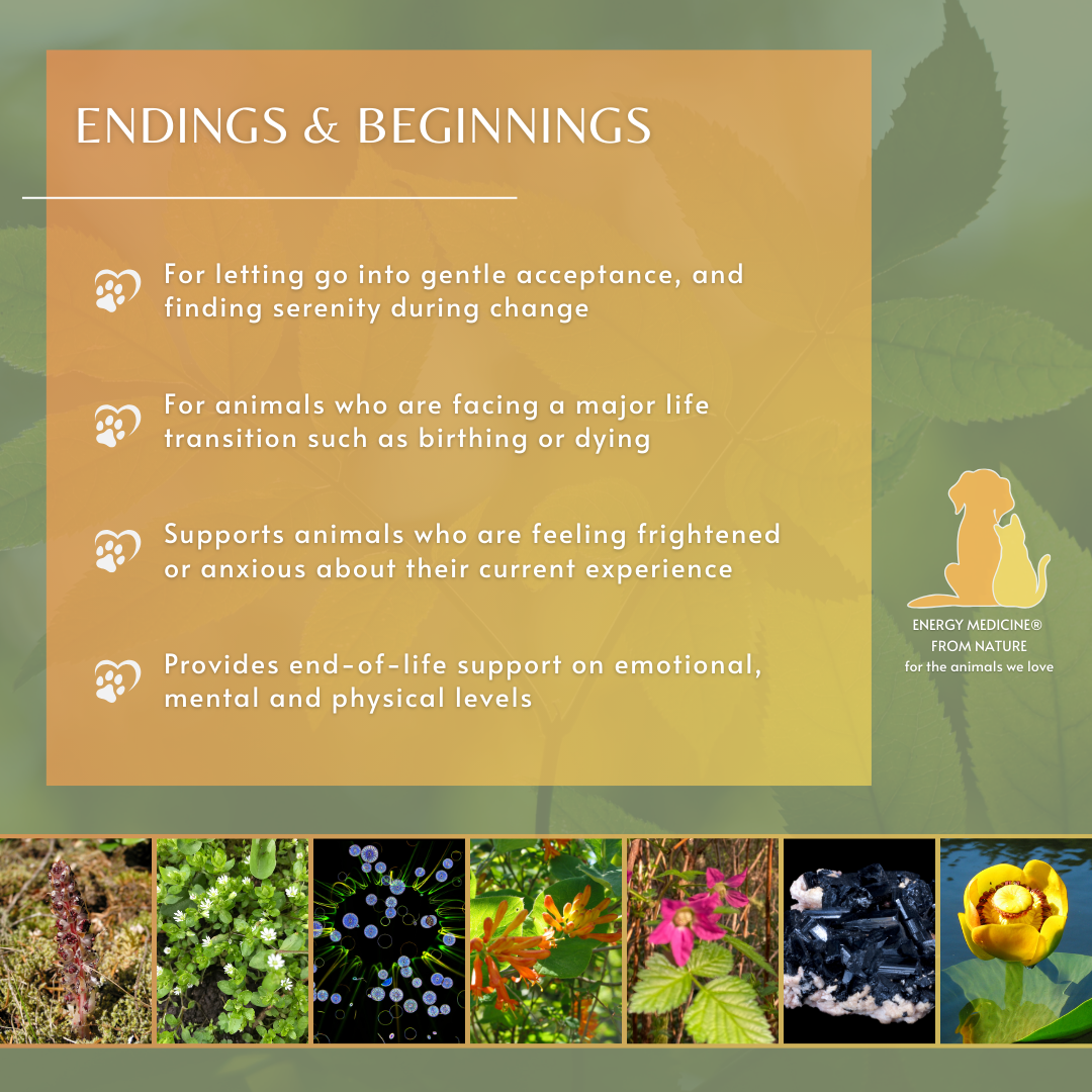 Endings & Beginnings | Animal Essence