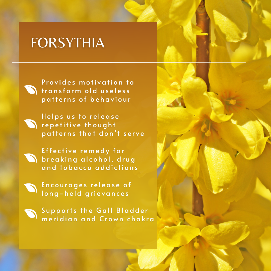 Forsythia | Flower Essence