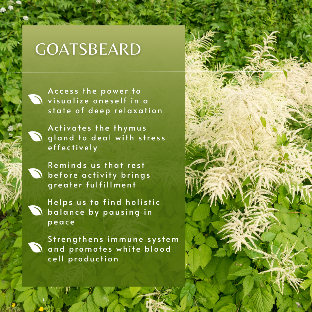 Goatsbeard | Flower Essence