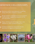 Harmonious Relationships for Animals