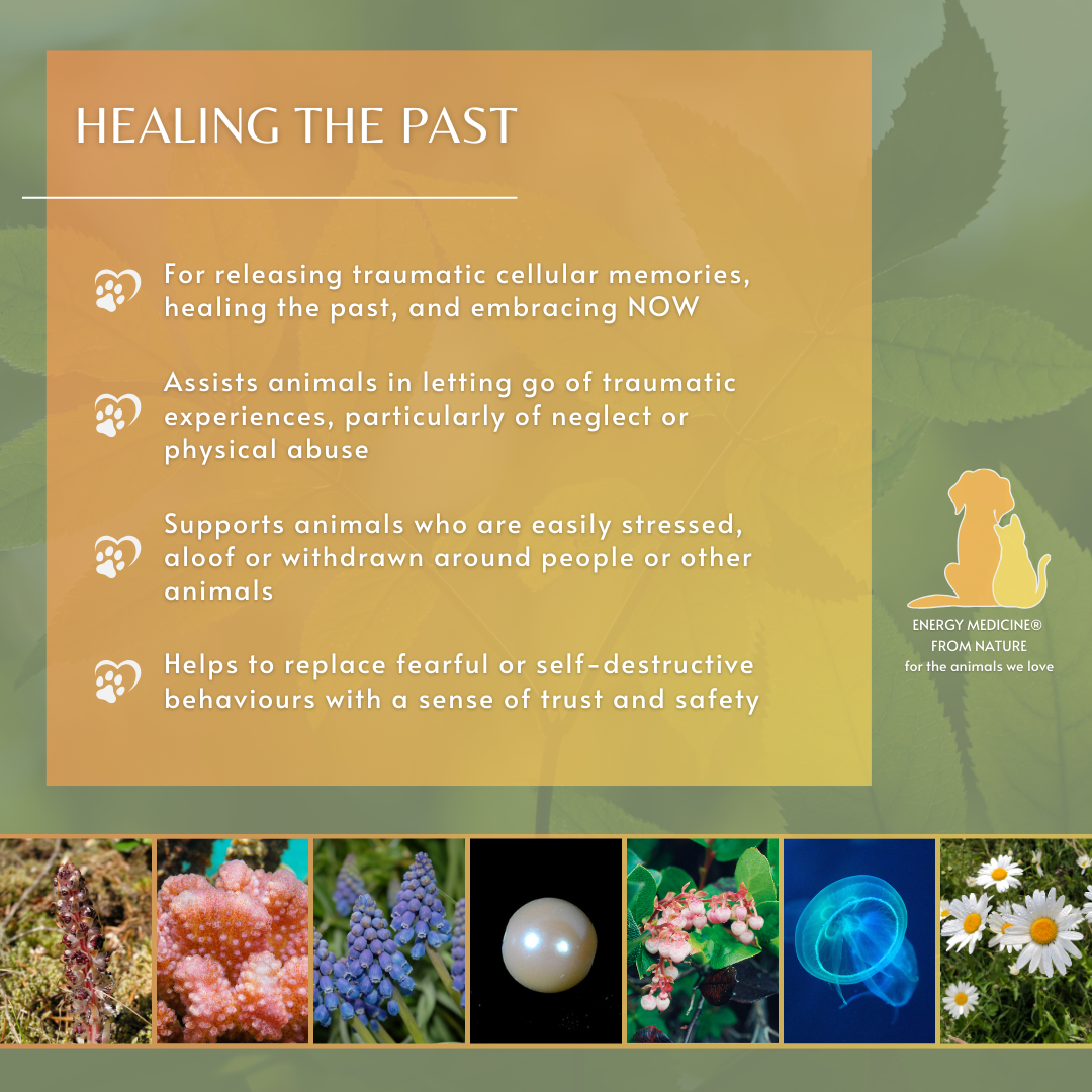 Healing the Past | Animal Essence