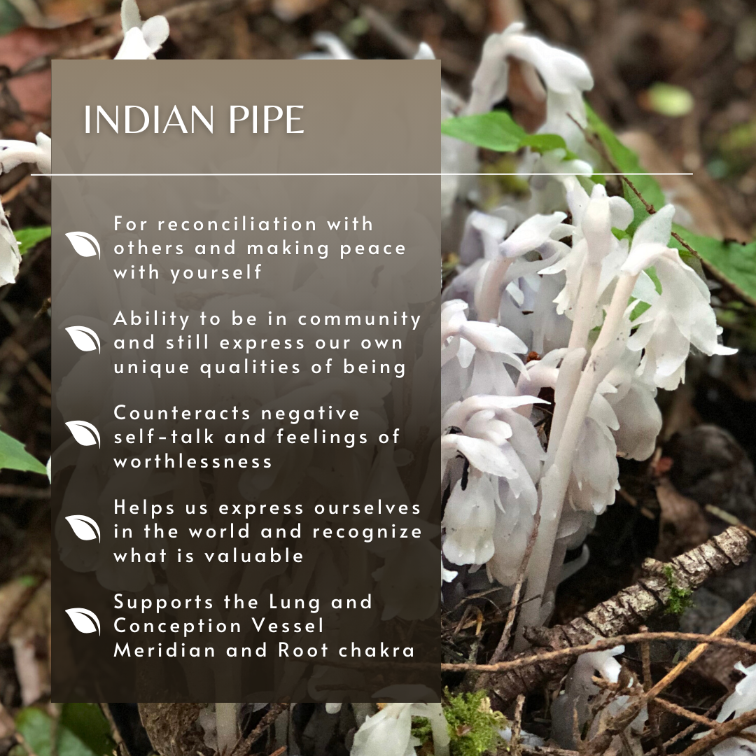 Indian Pipe | Flower Essence