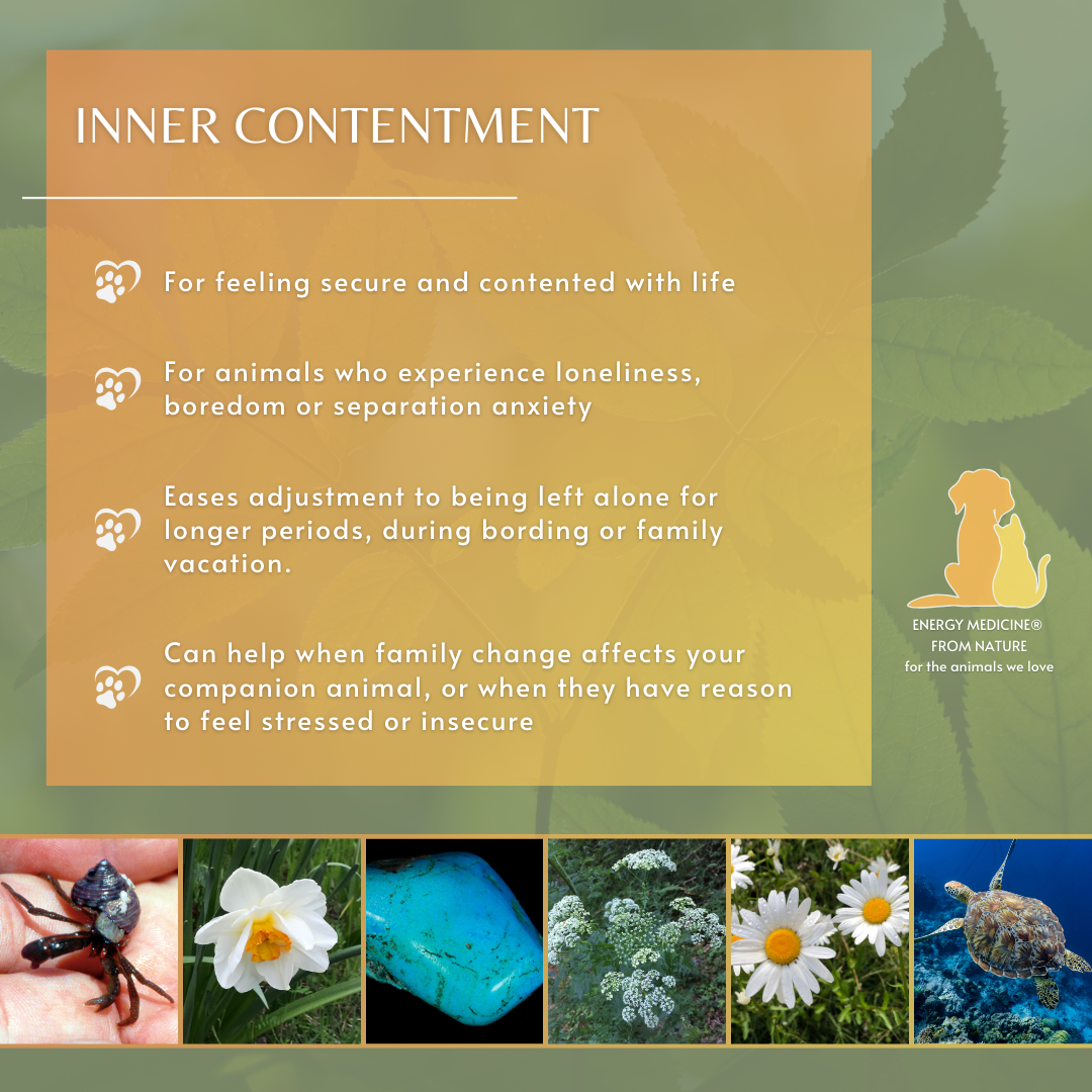 Inner Contentment | Animal Essence