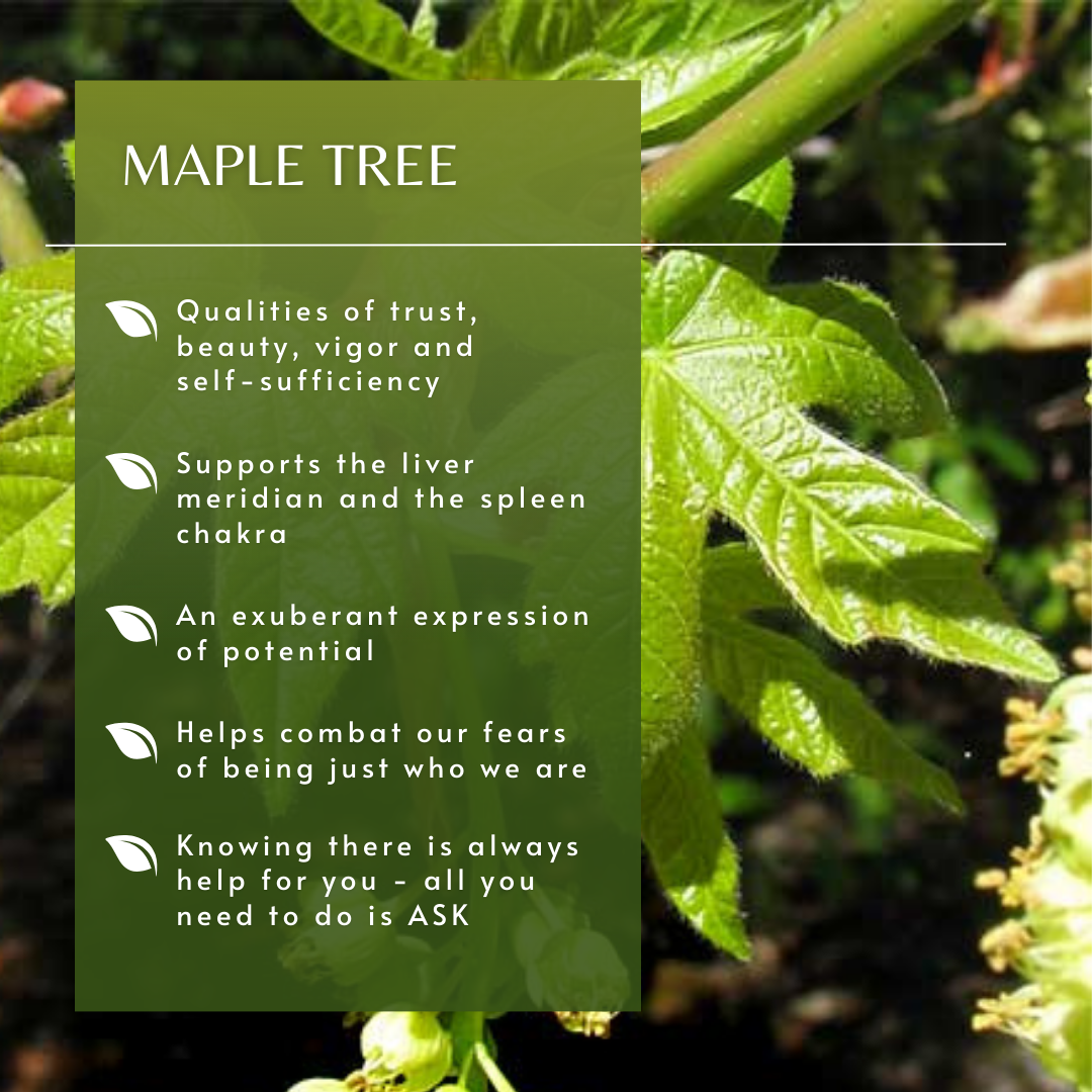 Maple | Tree Essence
