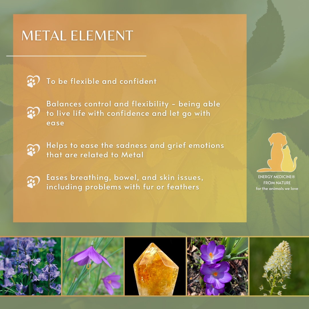 Metal Element | Animal Essence