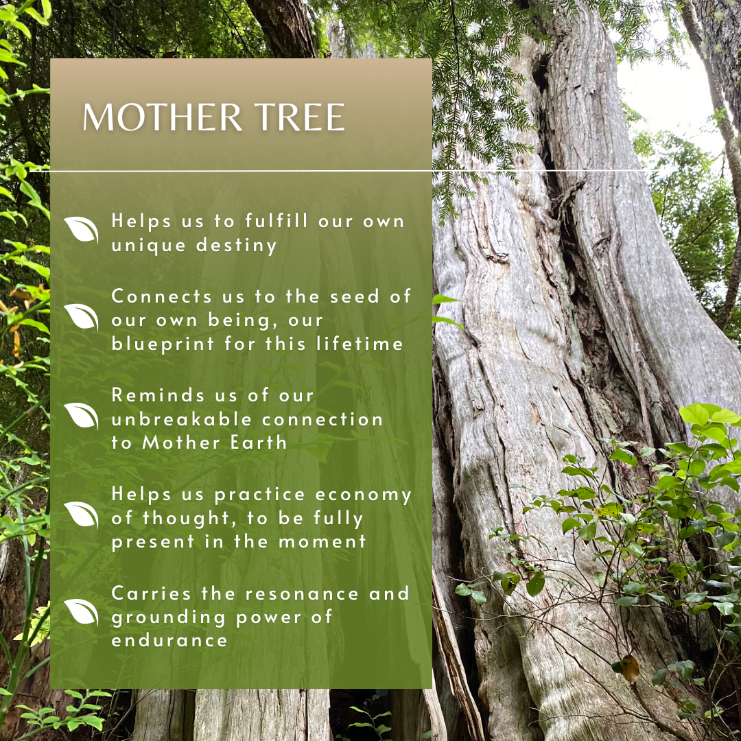 Mother Tree | Combination Essence