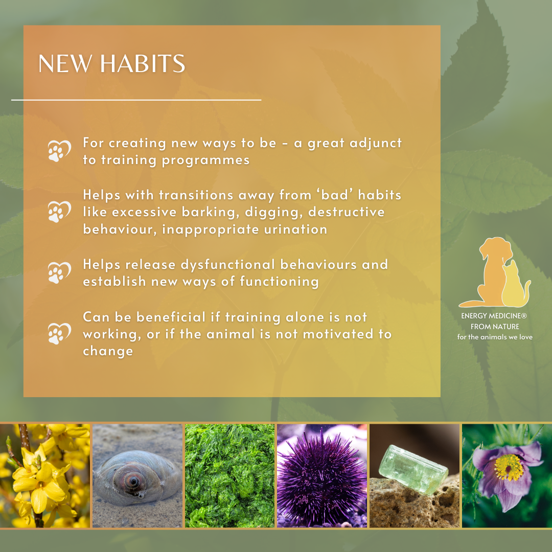 New Habits | Animal Essence