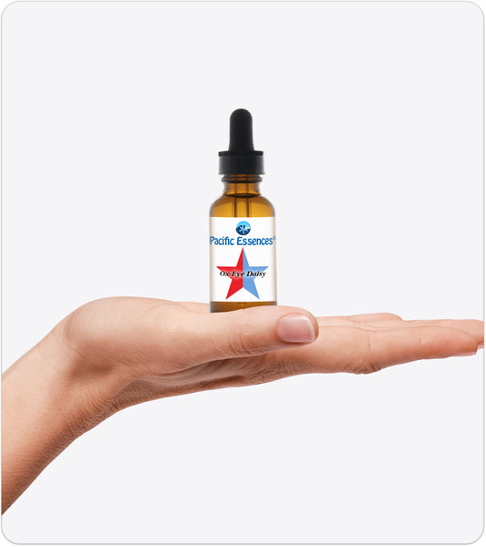 Ox-Eye Daisy | Flower Essence | Pacific Essences | Expand your Vision