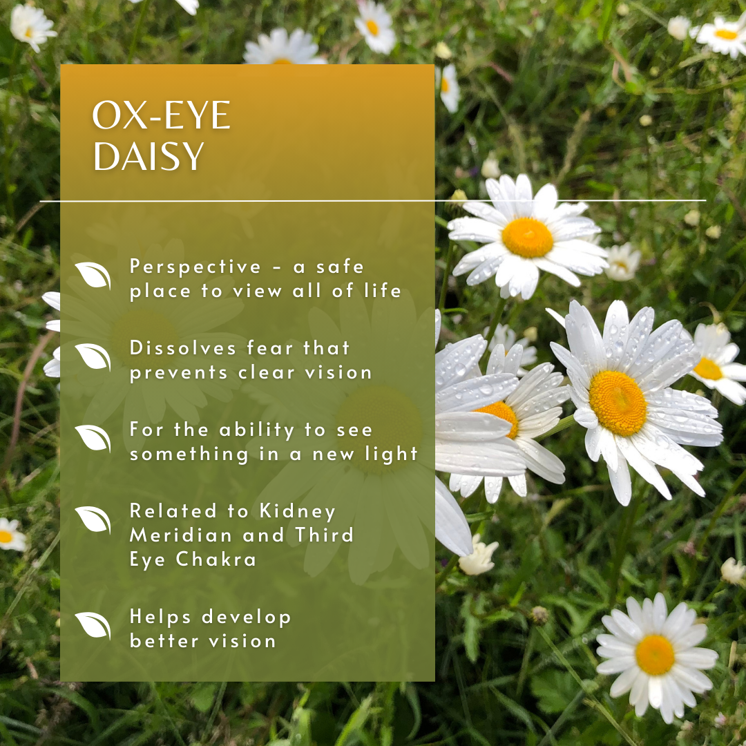 Ox-Eye Daisy | Flower Essence