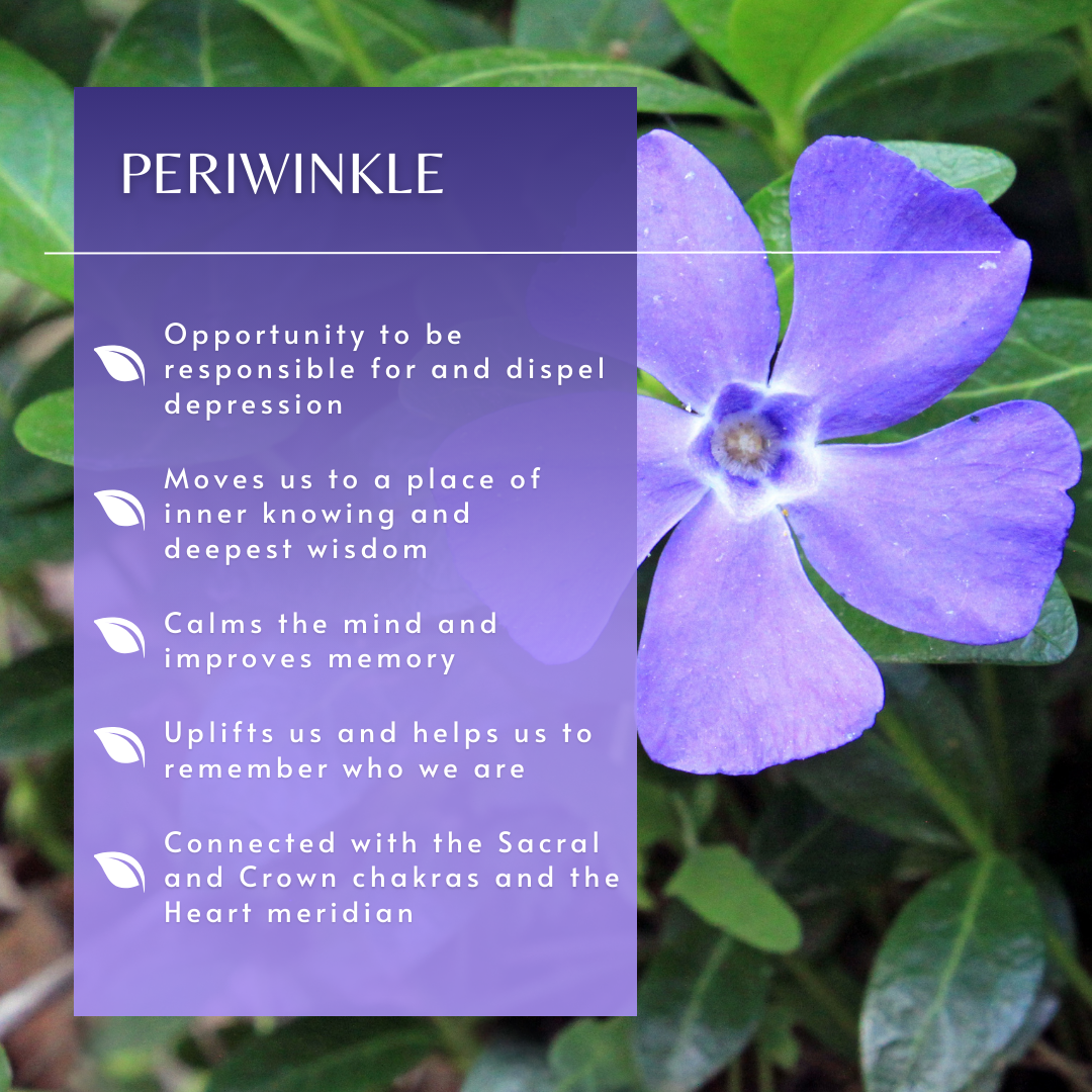 Periwinkle | Flower Essence