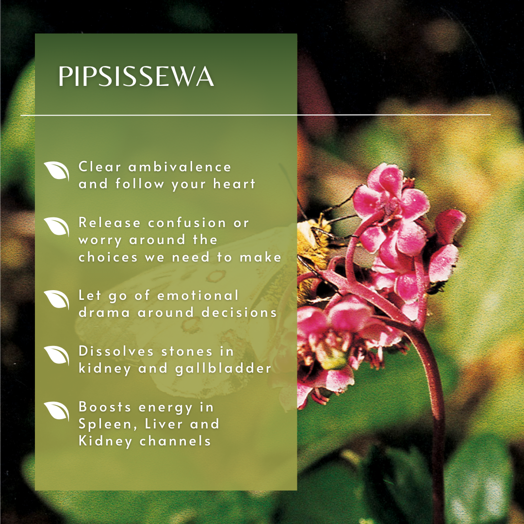Pipsissewa | Flower Essence