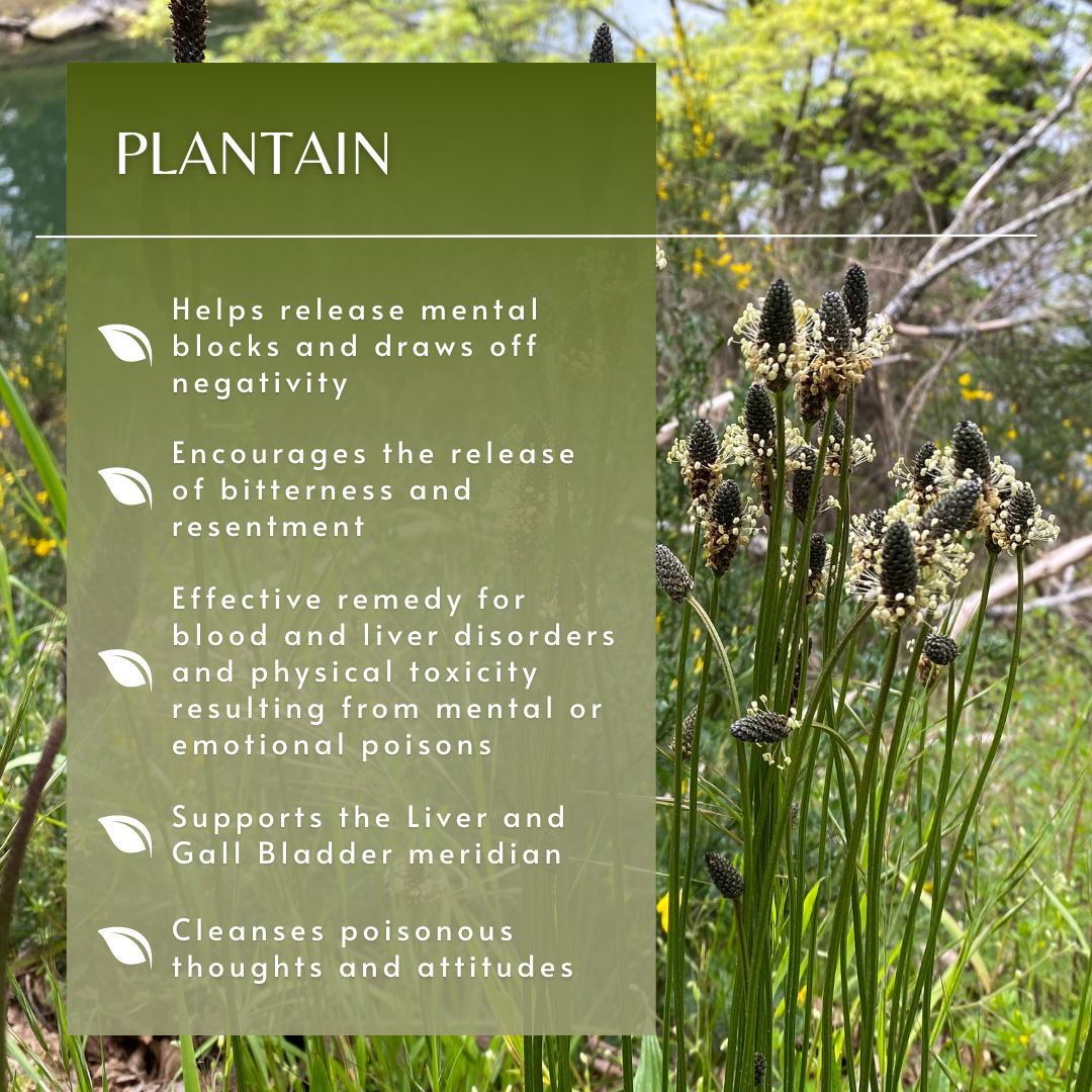 Plantain | Flower Essence