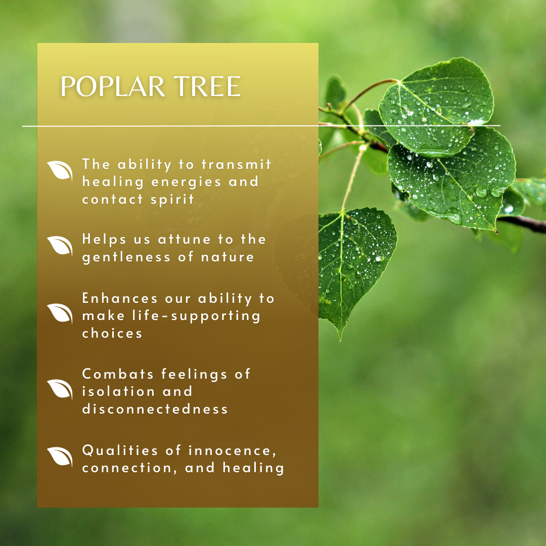 Poplar | Flower Essence