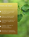 Poplar Flower Essence