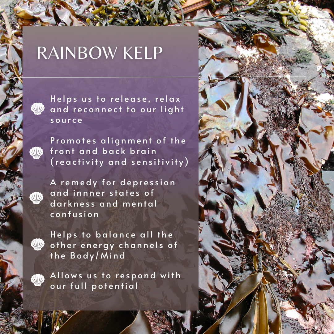 Rainbow Kelp | Sea Essence