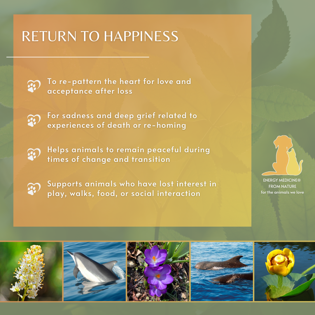 Return to Happiness | Animal Essence