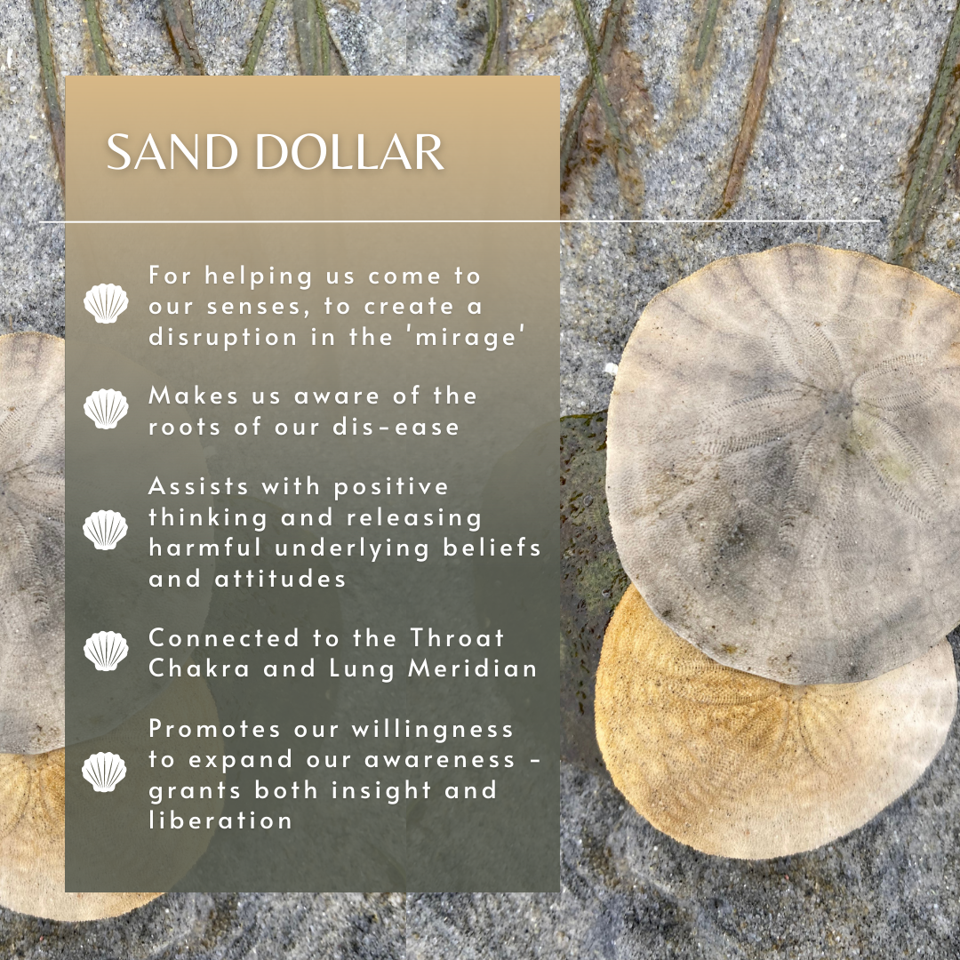 Sand Dollar | Sea Essence