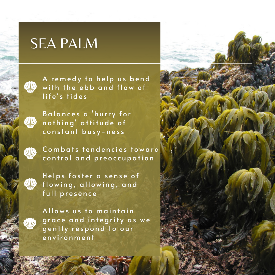 Sea Palm | Sea Essence