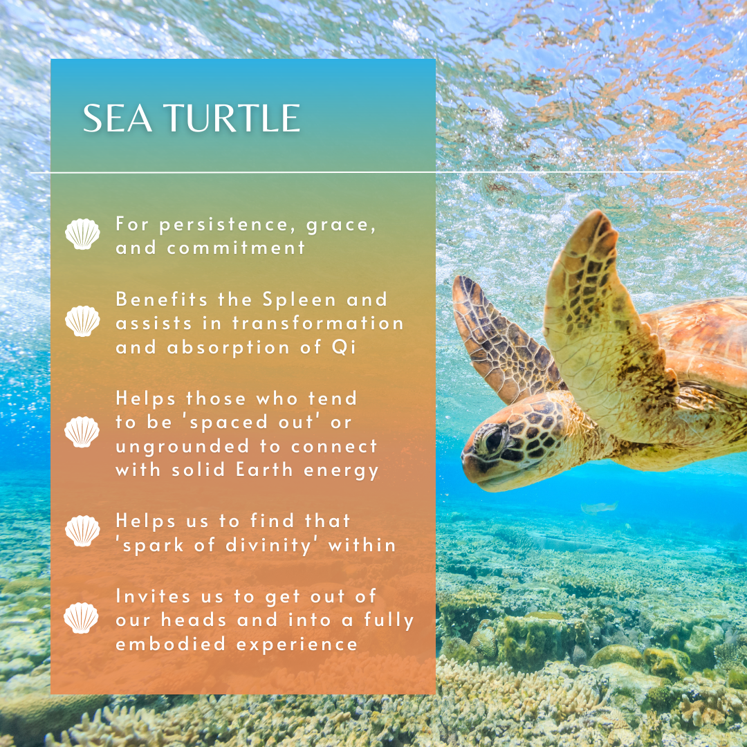 Sea Turtle | Sea Essence