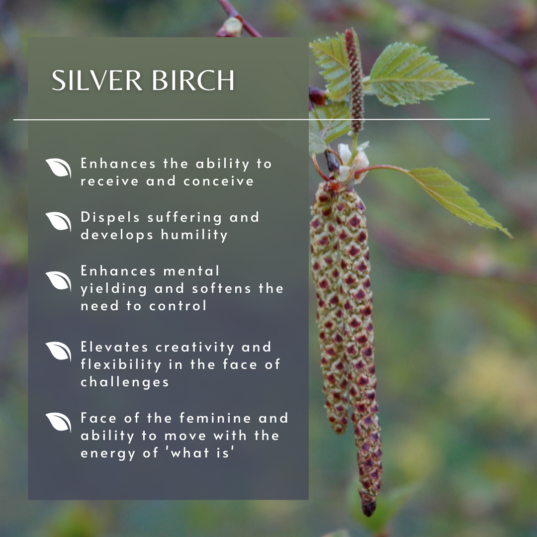 Silver Birch | Tree Essence