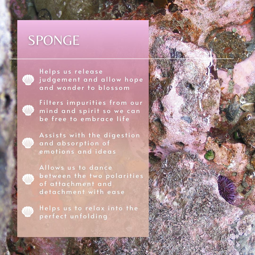 Sponge Sea Essence