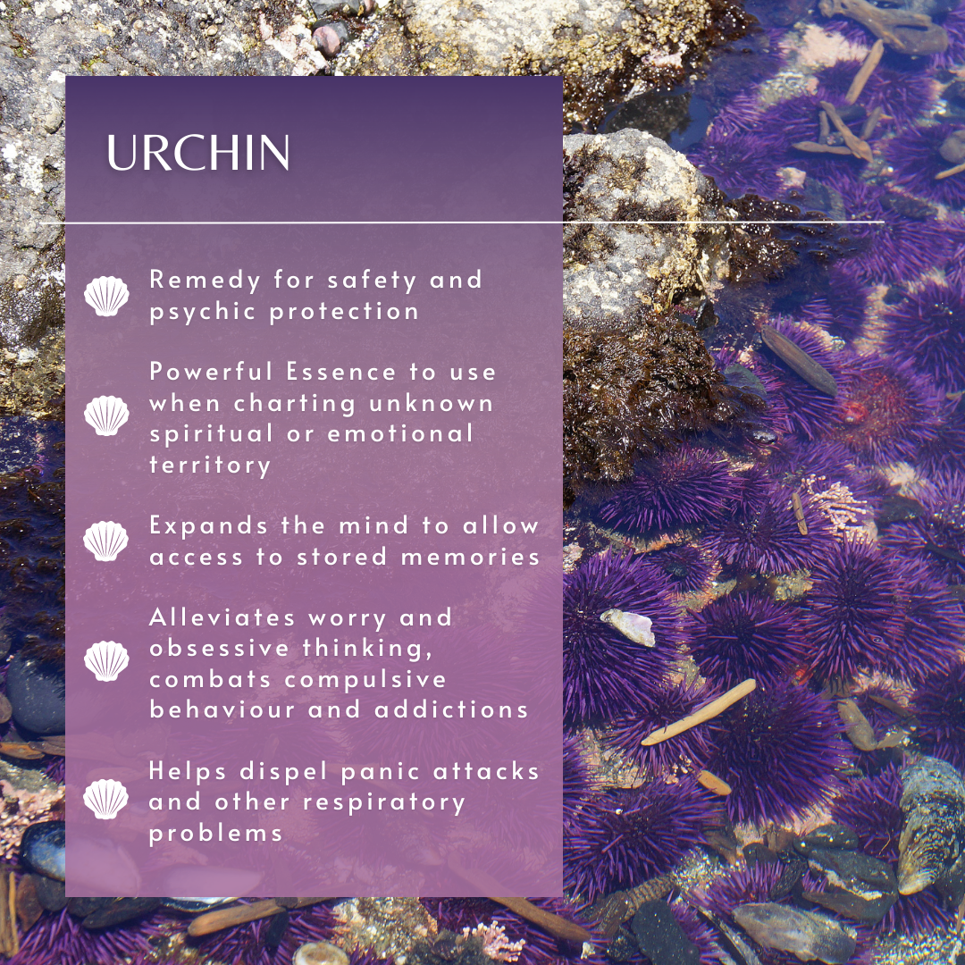 Urchin Sea Essence