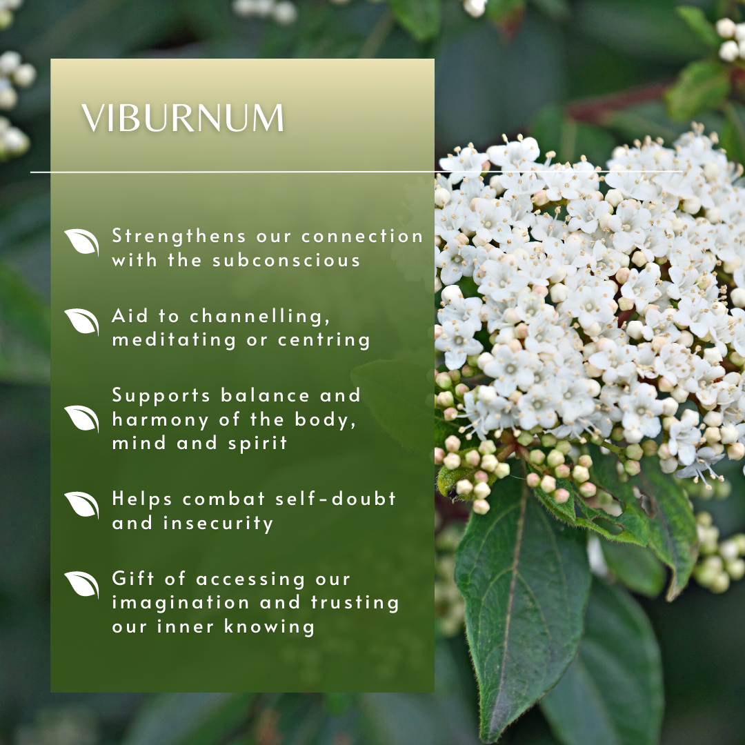 Viburnum | Flower Essence