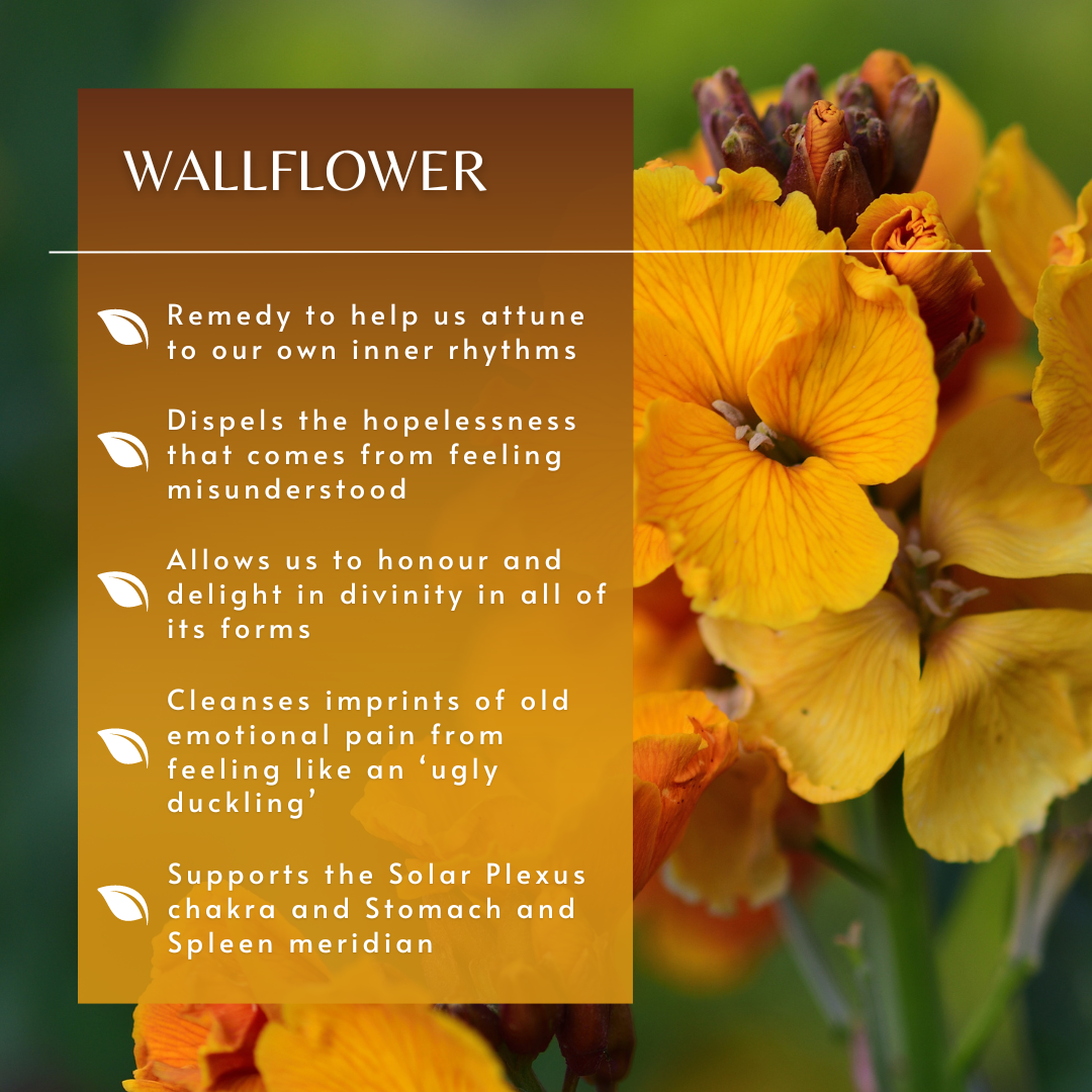 Wallflower | Flower Essence