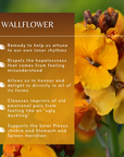 Wallflower Flower Essence