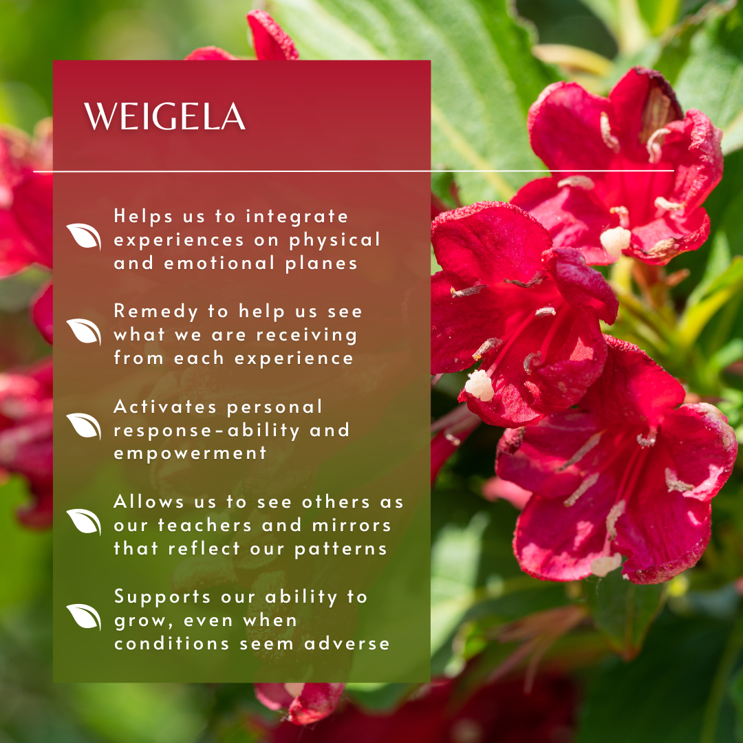 Weigela | Flower Essence