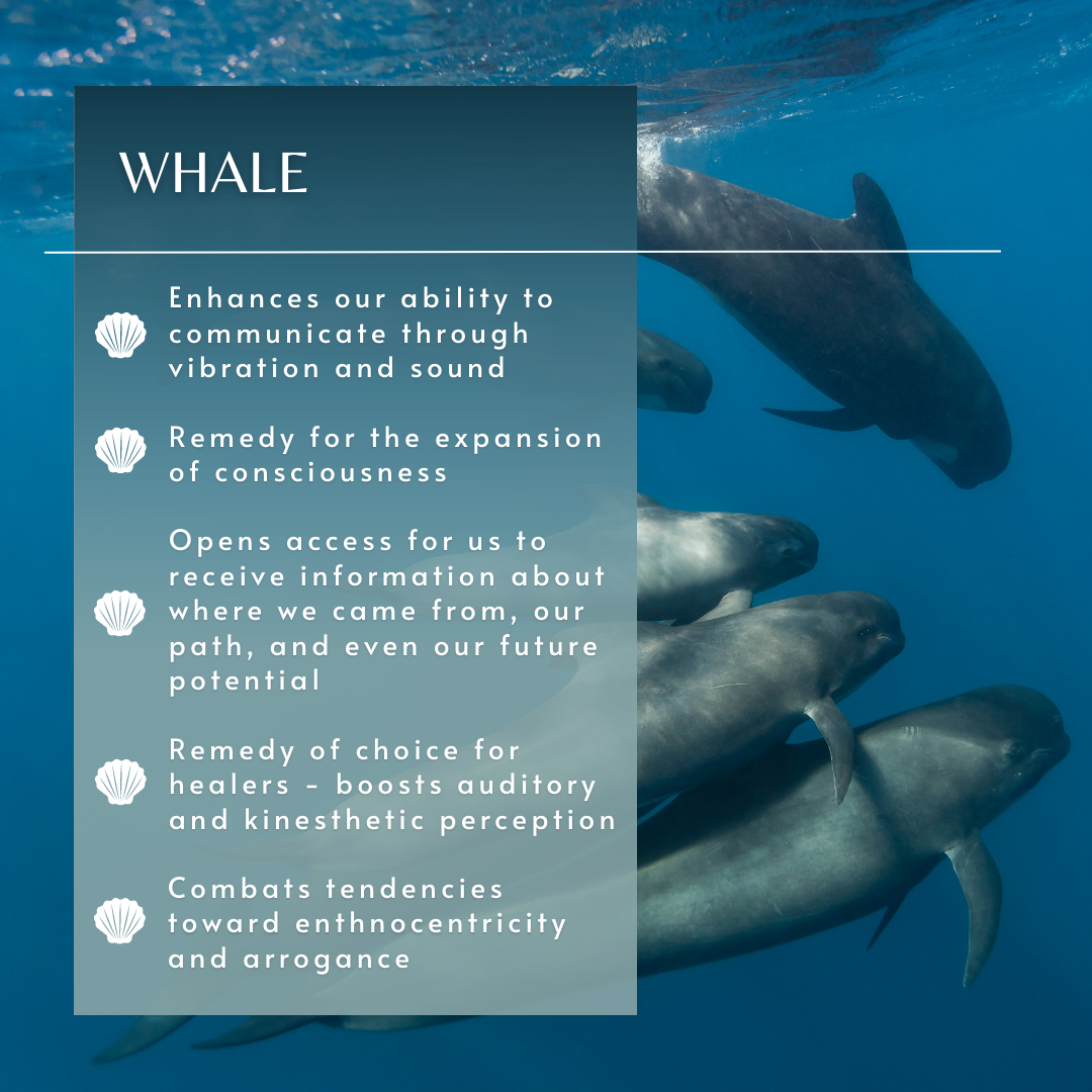 Whale | Sea Essence