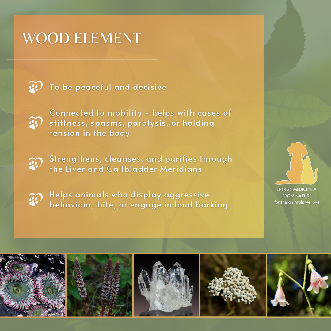 Wood Element | Animal Essence
