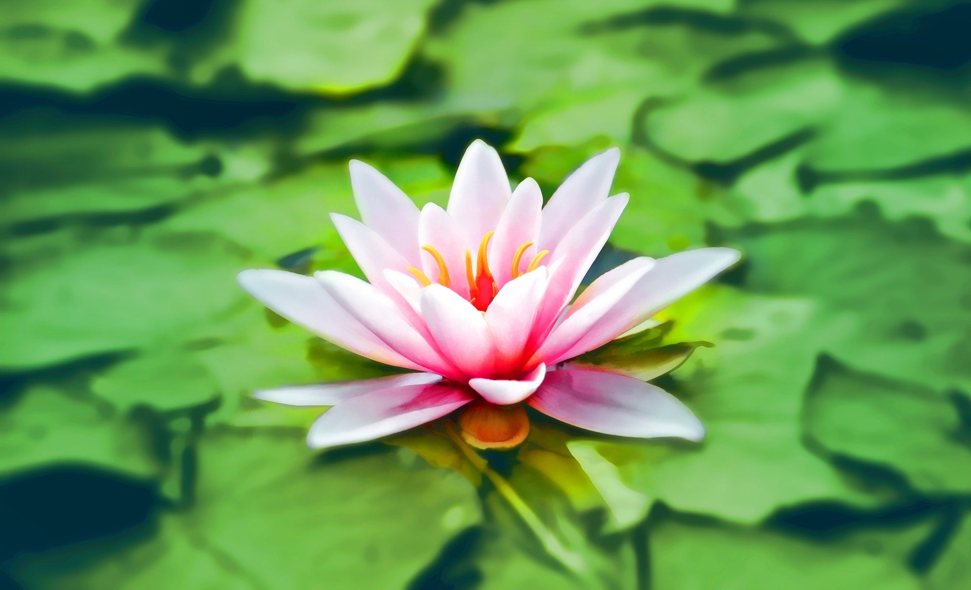 Pacific Essences Abundance Program