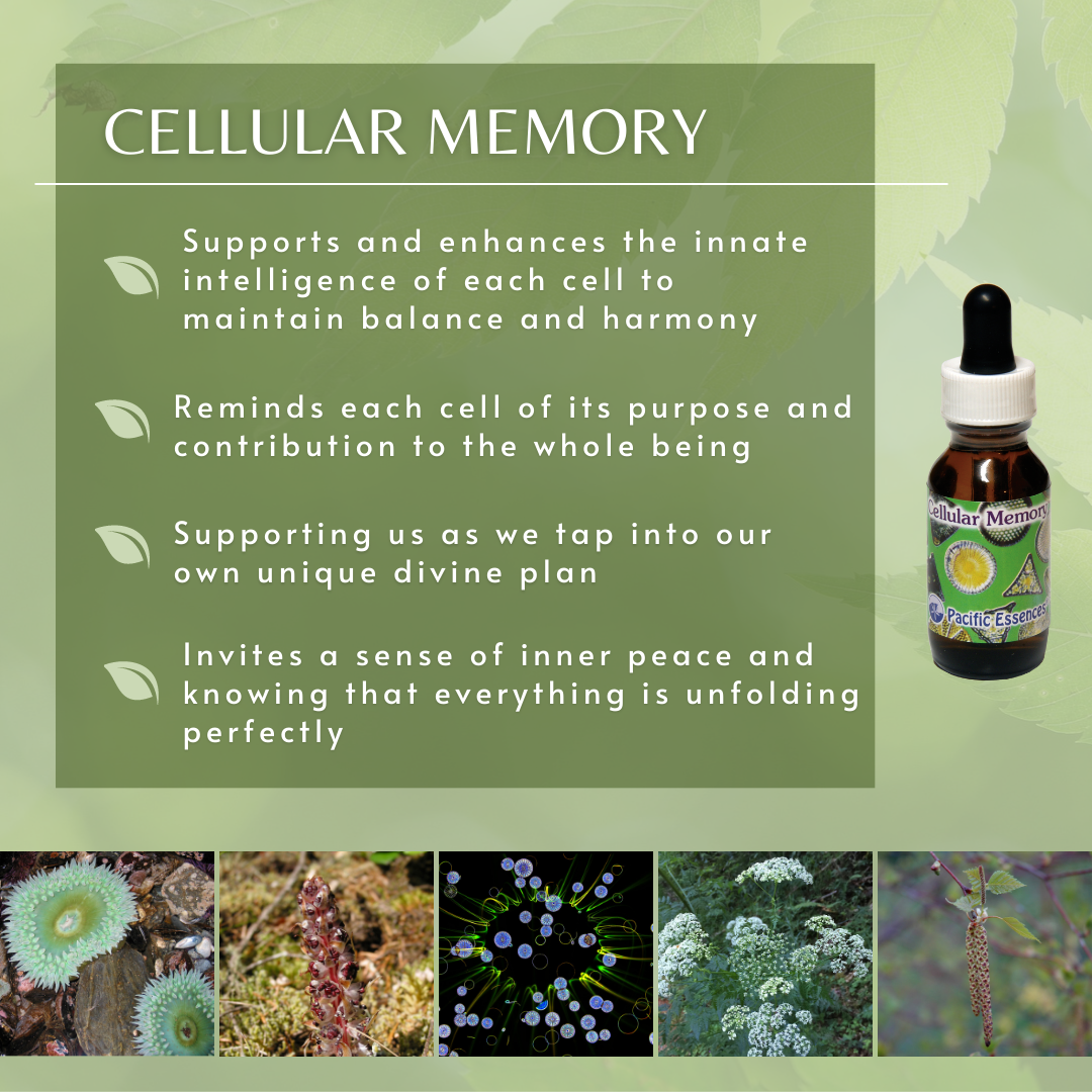 Cellular Memory | Combination Essence