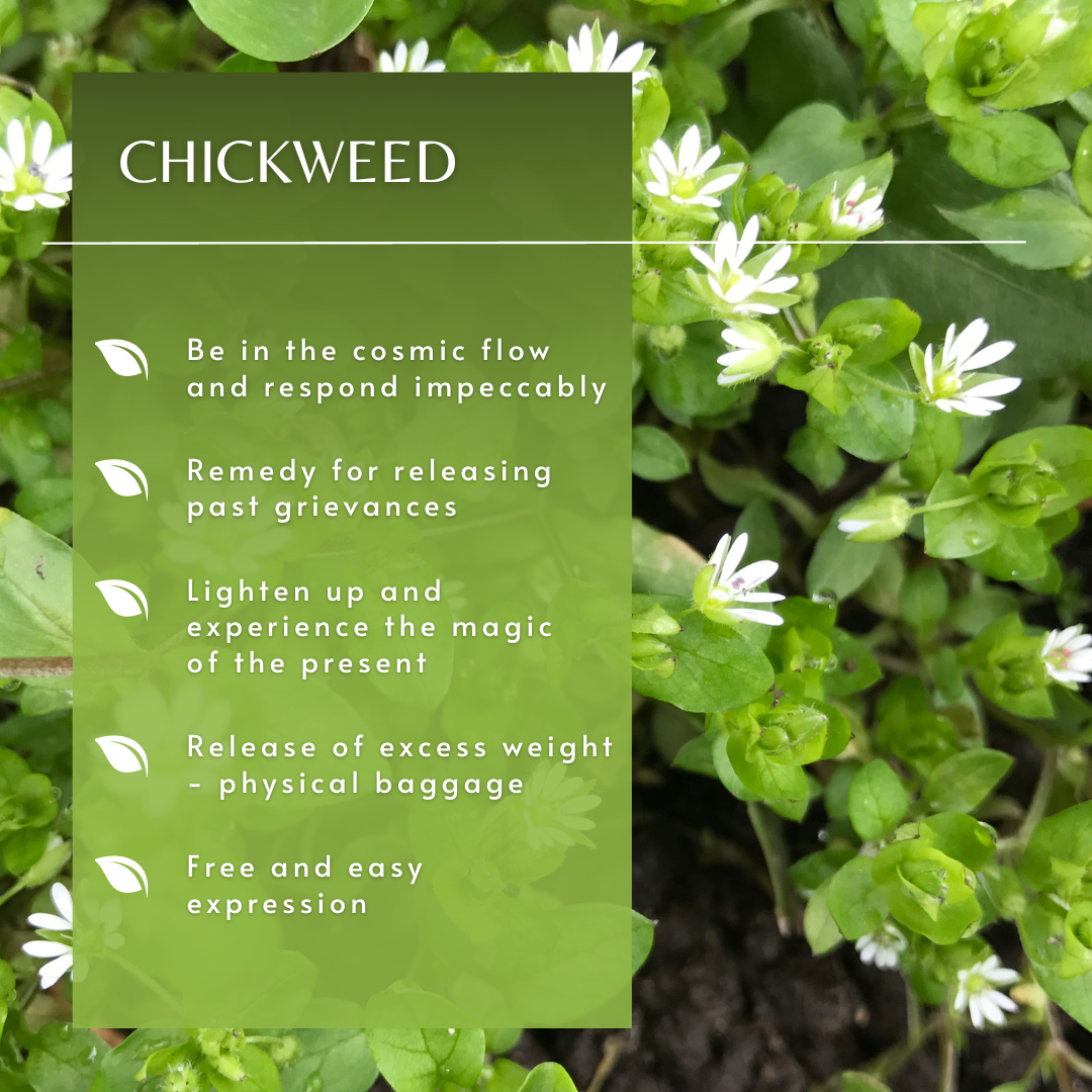 Chickweed | Flower Essence