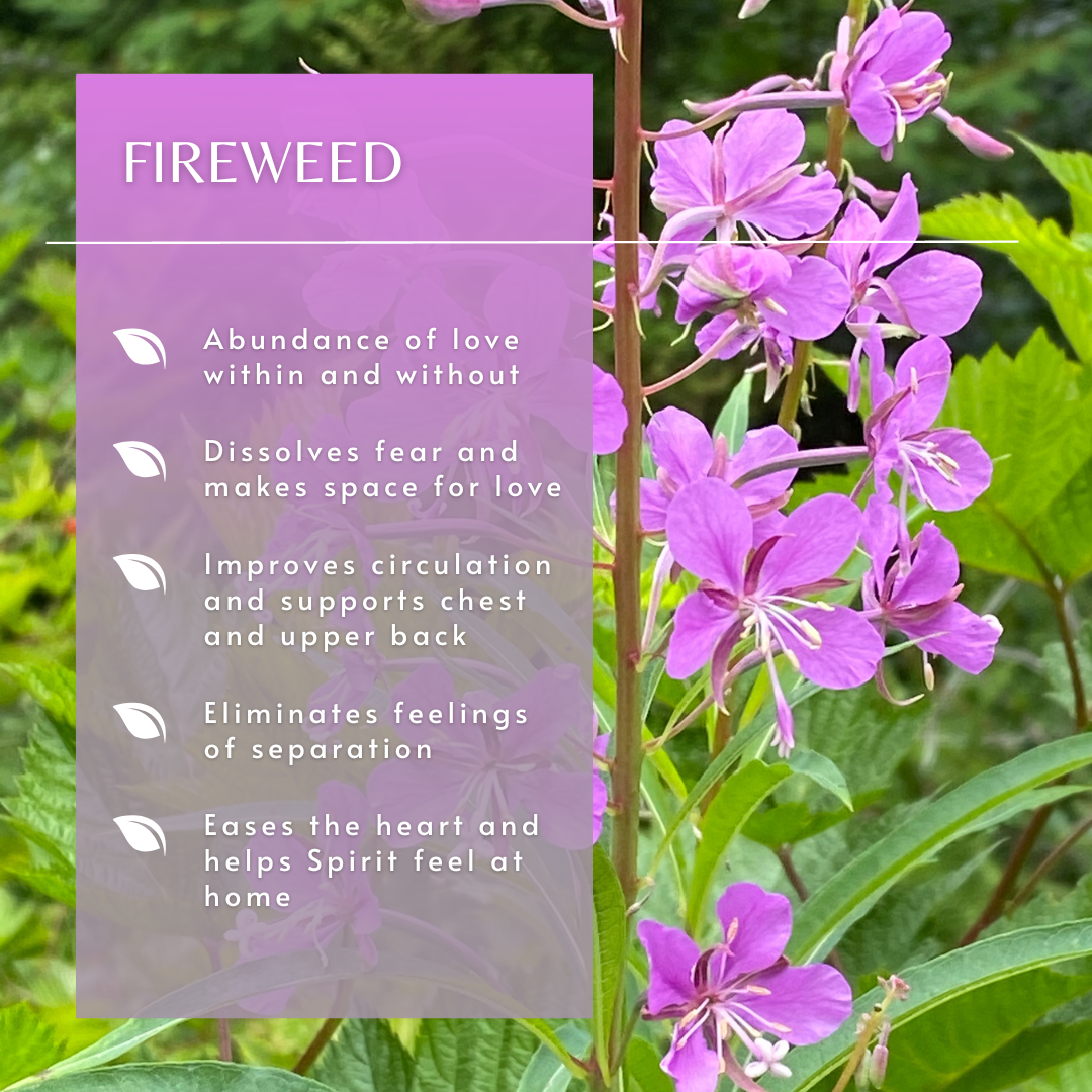 Fireweed | Flower Essence