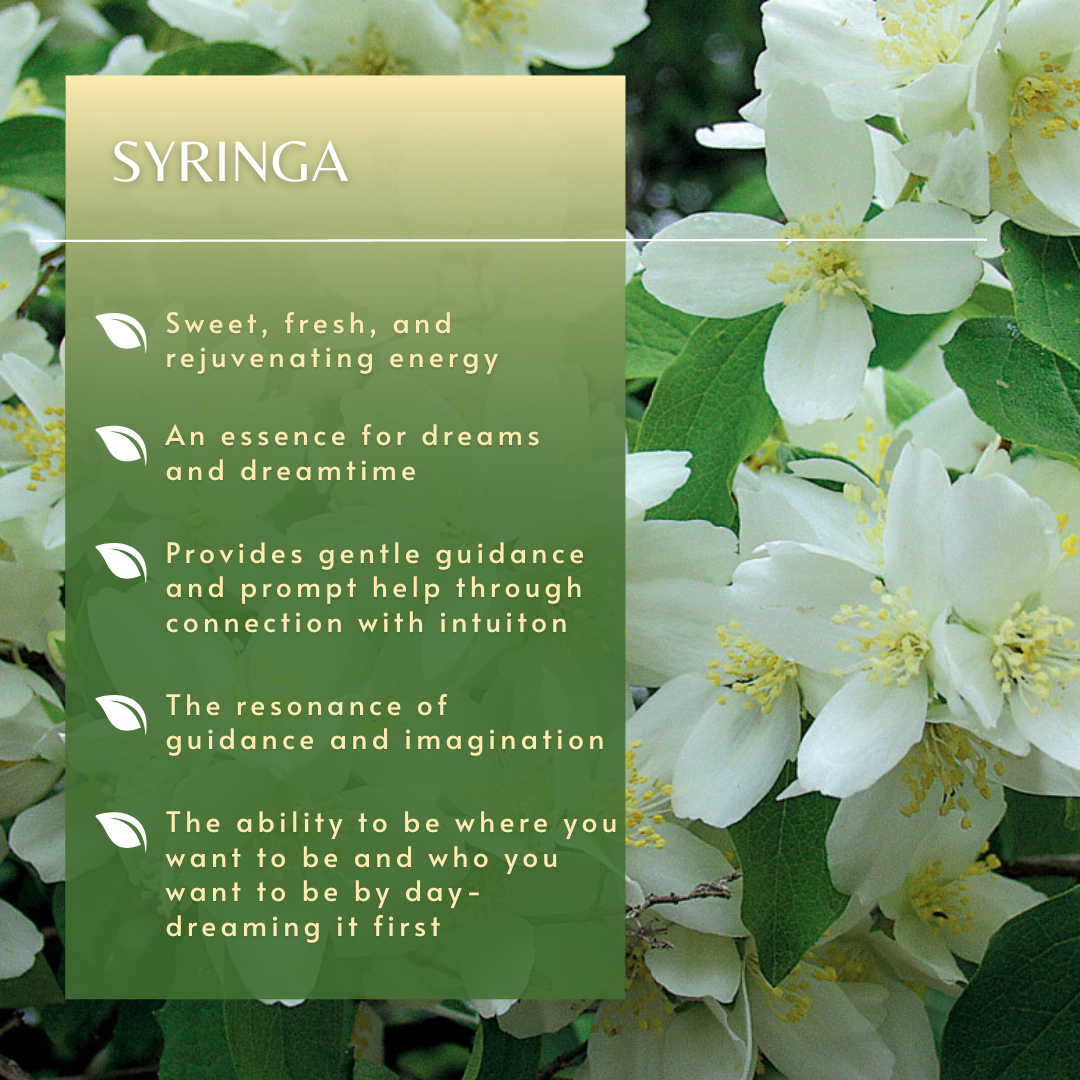 Syringa | Tree Essences
