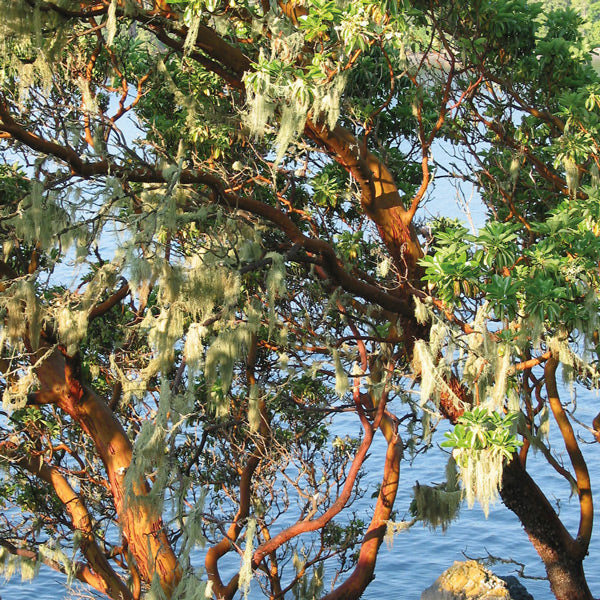 Pacific Essences - Arbutus - arbutus menziesii - Flower Essence