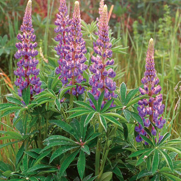 Pacific Essences - Blue Lupin - lupinus rivularis - Flower Essence