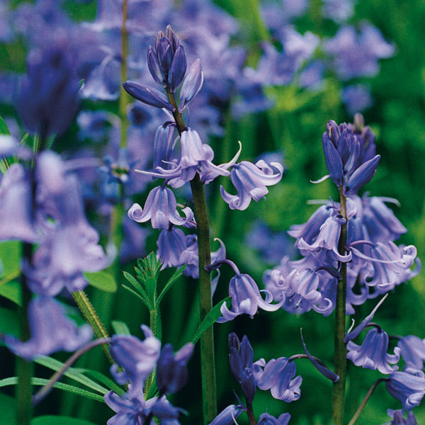 Pacific Essences - Blue Bell - endymion non scriptus - Flower Essence